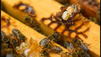 حشرة صغيرة تؤثر على ملايين البشر عن طريق النحل