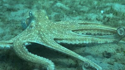 كيف يستخدم الأخطبوط أذرعه الثمانية؟ الإجابة ستدهشك