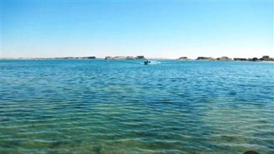 «تنمية البحيرات والثروة السمكية» يدعم بحيرة باريس بالوادي الجديد بمليون زريعة بلطي نيلي