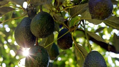 من أين تحصل على الكربوهيدرات التي تمنحك الطاقة في الأوقات الصعبة؟