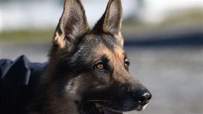 هل يمكن أن تعاني الكلاب من اضطراب التوحد؟