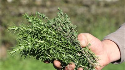 الزعتر.. عشبة المطبخ الشائعة التي تُقلل الالتهابات وتُعزز جهاز المناعة