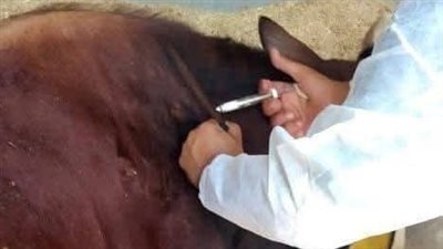 محافظ الدقهلية: تحصين 204 ألف رأس ماشية 