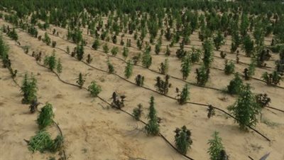 على طريقة الأفلام.. ضبط مزرعة مخدرات بقيمة 1.6 مليار جنيه بالإسماعيلية| (صور)