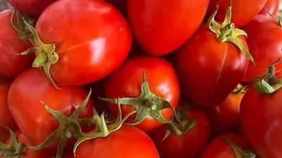 الزراعة تكشف حقيقة رش الطماطم بمادة «الإيثريل»