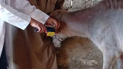 تحصين 219 ألف رأس ماشية بالحملة القومية للتحصين ضد الحمي القلاعية بالدقهلية 