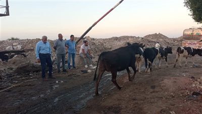 بعد انتهاء المهلة المحددة لأصحابها.. شن حملة لجمع المواشي المتجولة بشوارع بورسعيد 