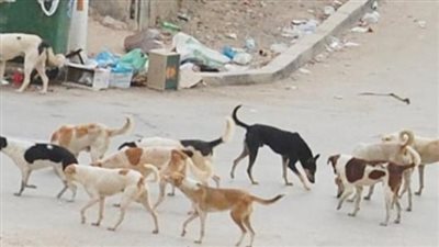 دار الإفتاء المصرية: لا يجوز قتل الحيوانات الضالة إلا للضرورة