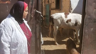 استمرار جهود التصدي لانتشار الدواب في شوارع بورسعيد