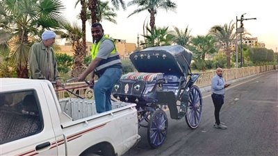  «مدينة الأقصر» تواصل حملاتها لضبط عربات الحنطور المخالفة (صور)