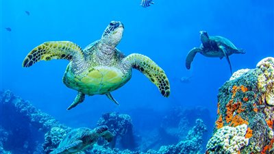 معلومات تعرفها لأول مرة عن السلاحف المائية