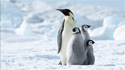 كيف تُكافح فضلات البطاريق الاحتباس الحراري؟