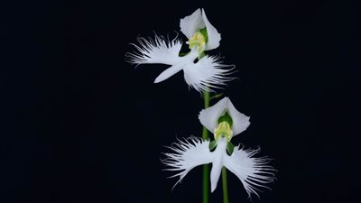 زهور غريبة.. لن تصدق أنها موجودة في الطبيعة