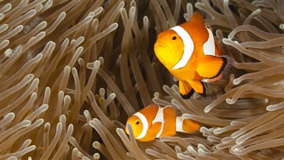 أمهات الأسماك.. عالم غريب غير مألوف