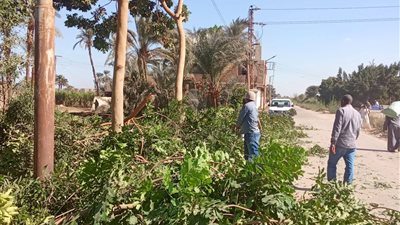 بالصور.. حملة موسعة لقص وتهذيب الأشجار بمركز الزينية بالأقصر