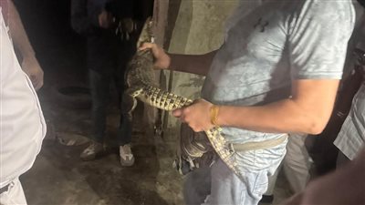 التفاصيل الكاملة للعثور على تمساح طوله متر تقريبًا بحدائق الأهرام