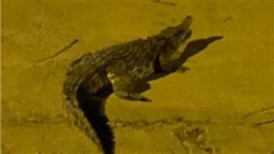 تطورات العثور على تمساح يتجول بشوارع حدائق الأهرام.. ما القصة؟