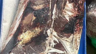 ضبط 126 كجم لحوم وكبدة منتهية الصلاحية في حملة بيطرية مكبرة بدمياط