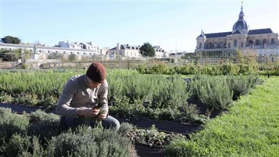 فوائد مذهلة لعشبة الزعتر.. هذا ما يحدث لجسمك عند تناولها