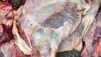 بالصور.. ضبط لحوم مذبوحة خارج المجازر الحكومية بأختام مزورة بالأقصر