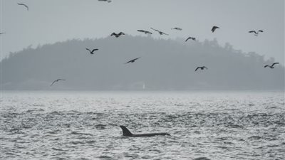 كيف تساعد كابلات الانترنت البحرية في إنقاذ الحيتان المهددة بالانقراض؟