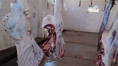 بالصور.. إعدام عجل بقرى غير صالح للاستهلاك الآدمى بمجزر الأقصر