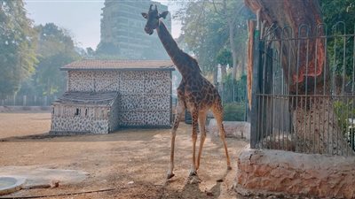 حديقة الحيوان تكشف عن واقعة هروب زرافة وغرقها بالنيل