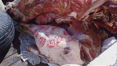 تفاصيل ضبط كميات كبيرة من اللحوم الفاسدة بمركزي شبين الكوم ومنوف