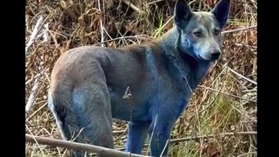 سر الكلاب الزرقاء التي انتشرت في موقع كارثة تشيرنوبيل النووية