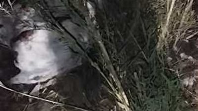 بعد العثور على “حمير مذبوحة” بالسنطة...حملات تفتيش مبكرة لضبط المخالفين