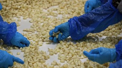 مسحوق الثوم.. توابل الطهي التي تُعزز المناعة بشكل طبيعي