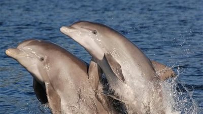 دراسة جديدة: البشر يصيبون الدلافين بالزهايمر