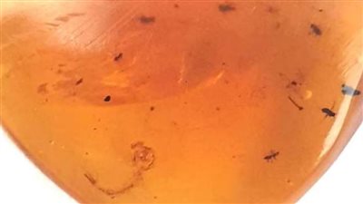 أكبر من البشر.. العثور على أقدم يرقة بعوض عمرها 99 مليون سنة