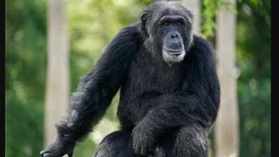 دراسة جديدة: الشمبانزي يحاكي عمليات التفكير البشري