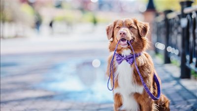 هل يمكنك حساب عمر الكلب بالسنوات البشرية؟