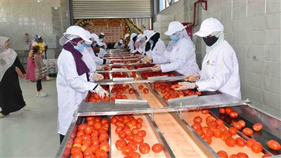 بالصور.. «محافظ الأقصر» يعلن إنشاء مدرسة فنية متخصصة في تجفيف الطماطم