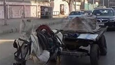 مصرع أستاذ جامعي بجامعة نهضة مصر في حادث مأساوي على طريق الأوتوستراد 