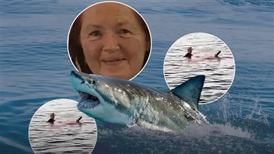 تعويض مليون جنيه لـ«ورثة السائحة النمساوية» ضحية هجوم سمكة القرش بـ«سهل حشيش»