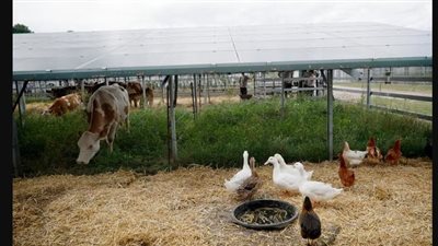 وفاة أول شخص في العالم بسبب سلالة جديدة من إنفلونزا الطيور