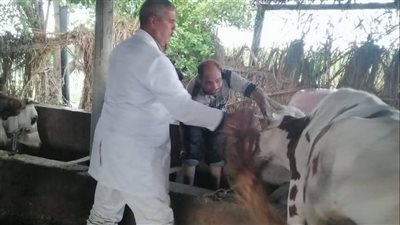 مجلس الوزراء يوضح حقيقة نفوق 500 رأس ماشية بمحافظة المنوفية 