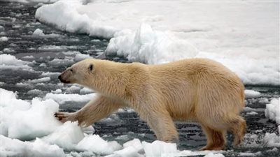 طفرات جينية تحفظ الدببة القطبية من الانقراض في ظل تغير المناخ