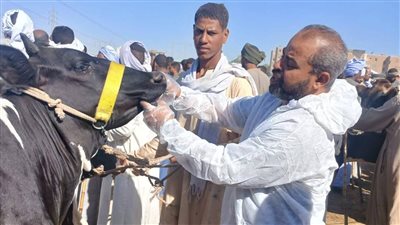 مديرية «الطب البيطري» تستعرض أبرز جهودها خلال العام بالأقصر (صور)