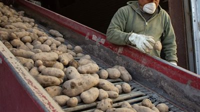 كيف يساعد تناول البطاطس على إنقاص الوزن؟