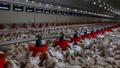 في ظلّ تهديدات إنفلونزا الطيور.. 4 بدائل بروتينية تُقدم نفس فوائد البيض 