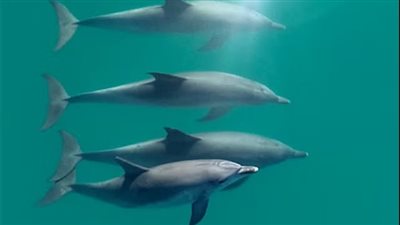 دراسة جديدة: الدلافين التي تربطها صداقات متينة تعيش لفترات أطول من غيرها