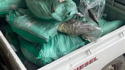 ضبط 560 كجم من أسماك التونه لعدم صلاحيتها للاستهلاك الآدمي