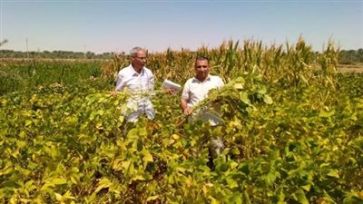 «بحوث الصحراء» ينجح في زراعة فول الصويا بالوادي الجديد