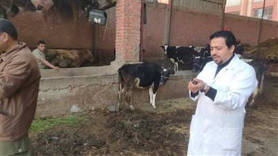 بدء الحملة الاستثنائية لتحصين الماشية ضد الحمى القلاعية بدمياط اليوم