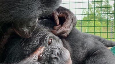 مفاجآة مدويّة.. القرود تمتلك الخيال كما البشر