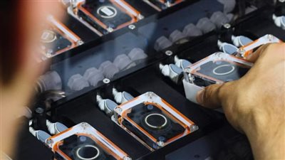 شريحة الدماغ 